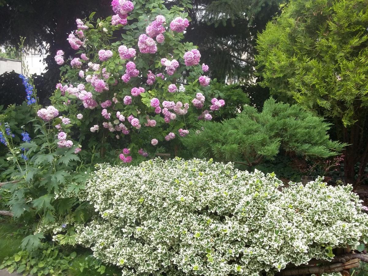 Villa Jaskolka 미엥지즈드로예 외부 사진
